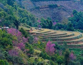Mu Cang Chai Tours