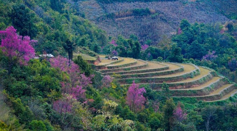 Spectacular View of Sapa – Mu Cang Chai: 4 days