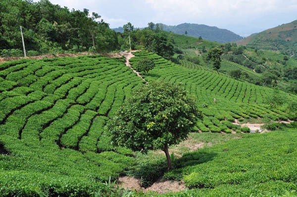 Conquer Lung Cung Peak Mu Cang Chai Tour: 4 days